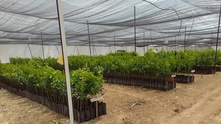 Impulsando la calidad de nuestros cultivos