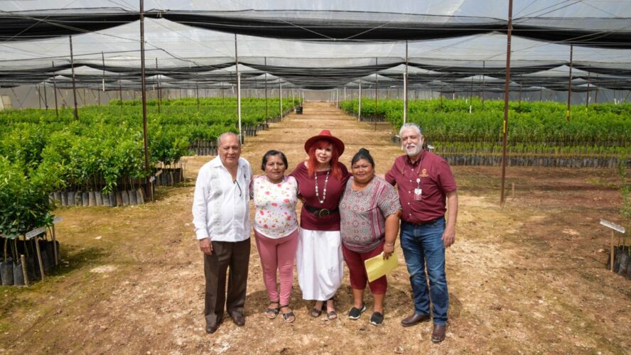 Campeche cuenta con el primer vivero de cítricos del país