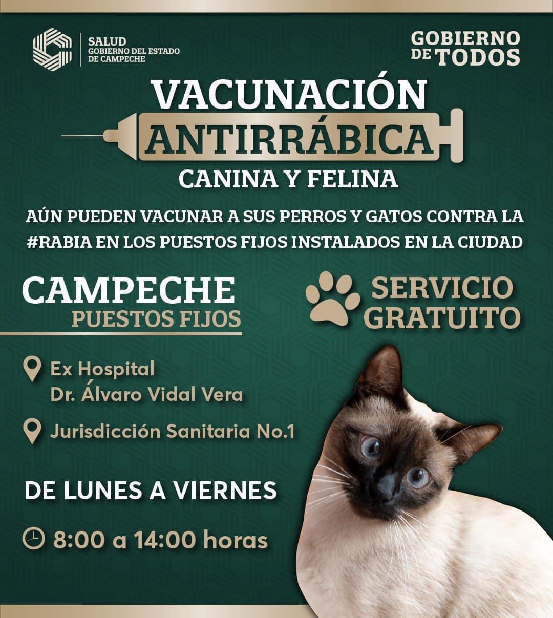 Vacunación antirrábica canina y felina