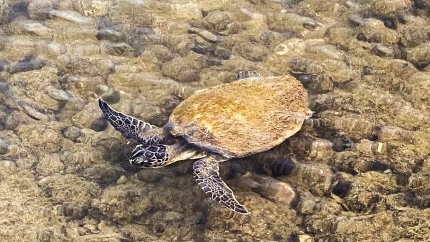El Estado es 1er lugar a nivel nacional en la protección de la tortuga de carey