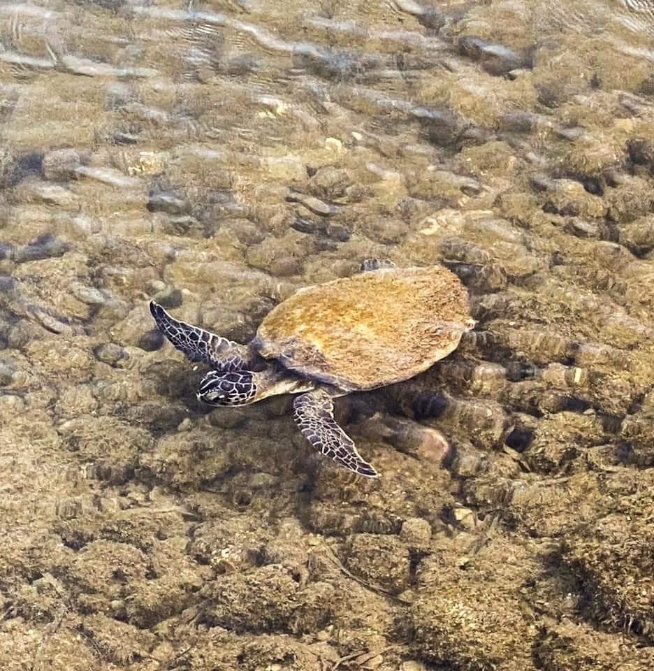 El Estado es 1er lugar a nivel nacional en la protección de la tortuga de carey
