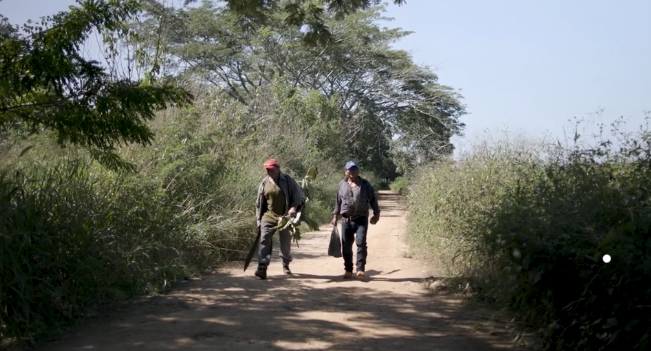 Productores campechanos se ven beneficiados gracias a los caminos sacacosechas