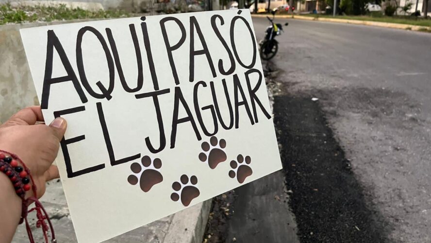 Bacheo del Jaguar en Ciudad Concordia