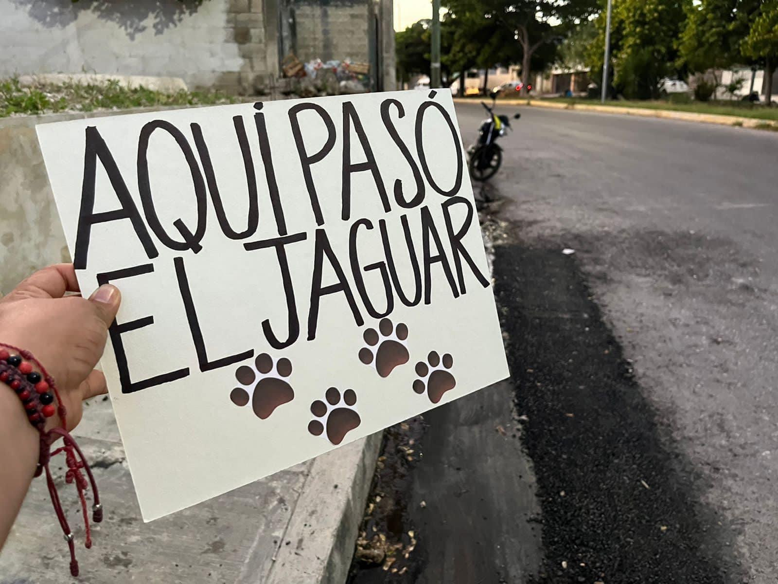 Bacheo del Jaguar en Ciudad Concordia