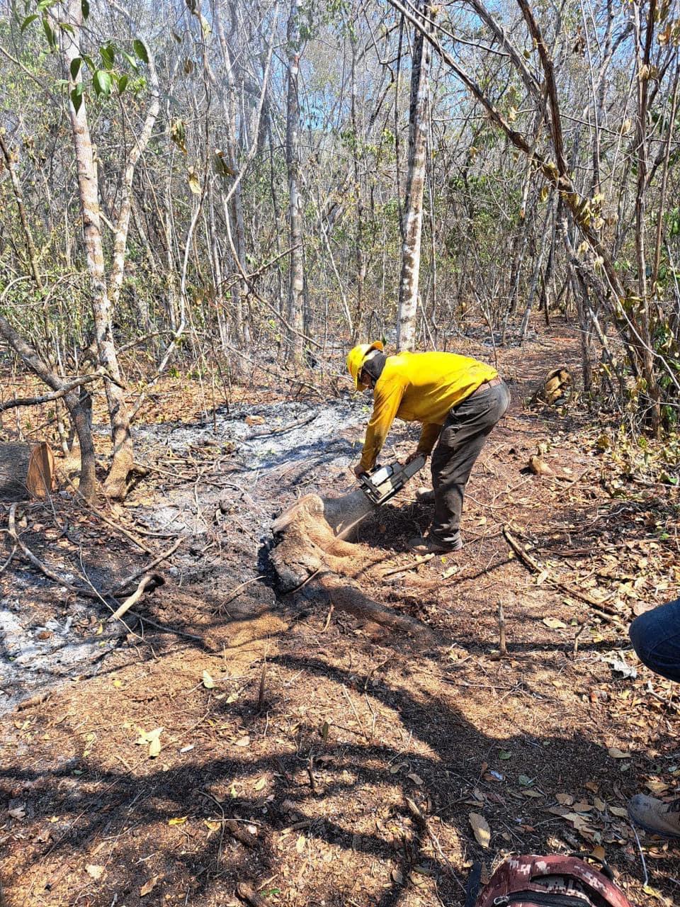 Se extinguieron los incendios forestales en Xbonil Viejo y Kilómetro 100.