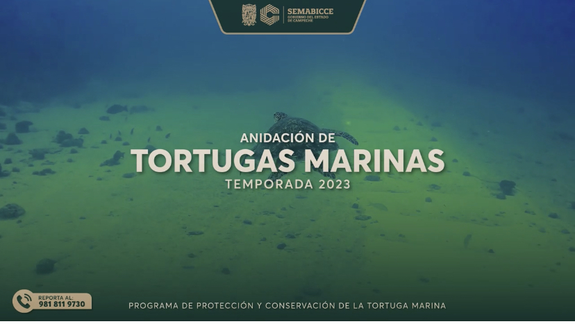 Anidación de Tortugas Marinas Temporada 2023