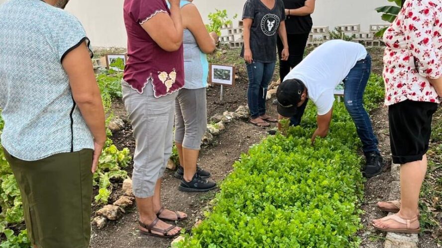 Seguimiento técnico al huerto por parte del CDC Ampliación 4 Caminos