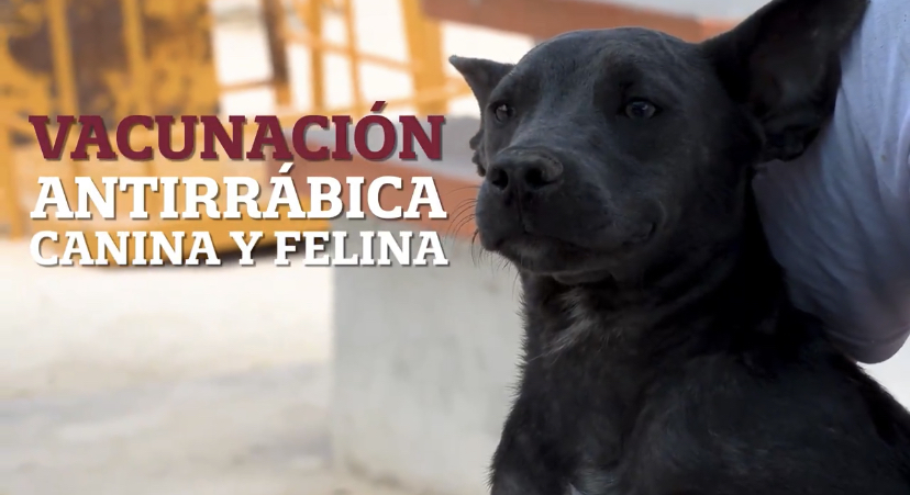 Vacunación antirrábica canina y felina