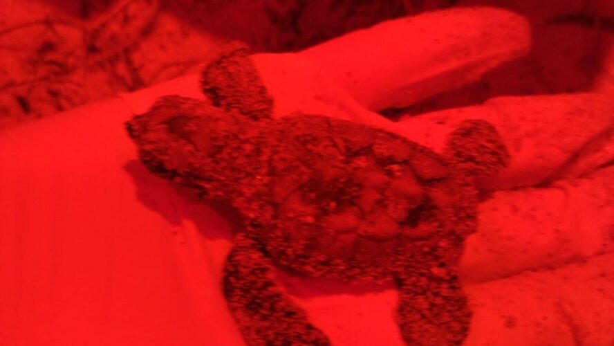 Eclosiona el primer nido de tortuga marina del estado