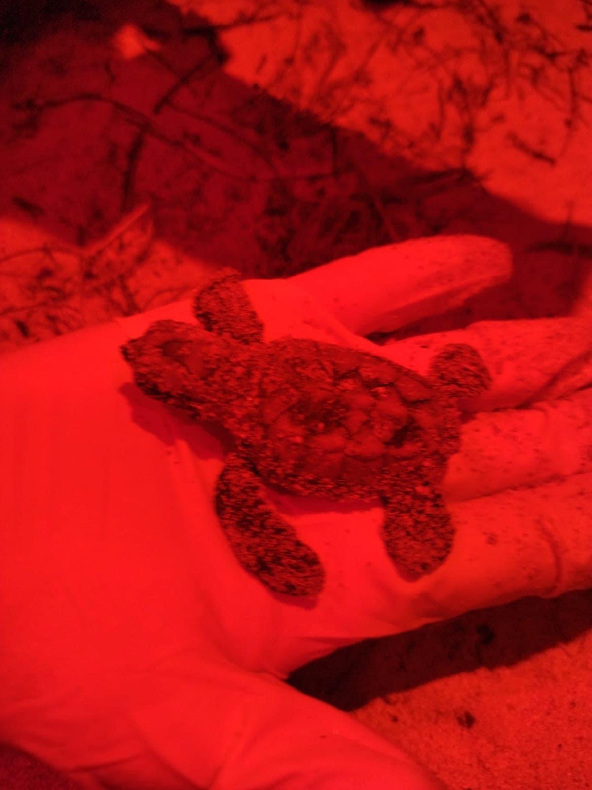 Eclosiona el primer nido de tortuga marina del estado