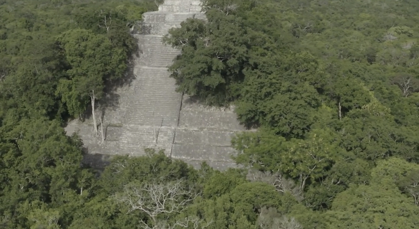 Denuncia la tala ilegal de nuestros bosques y selvas
