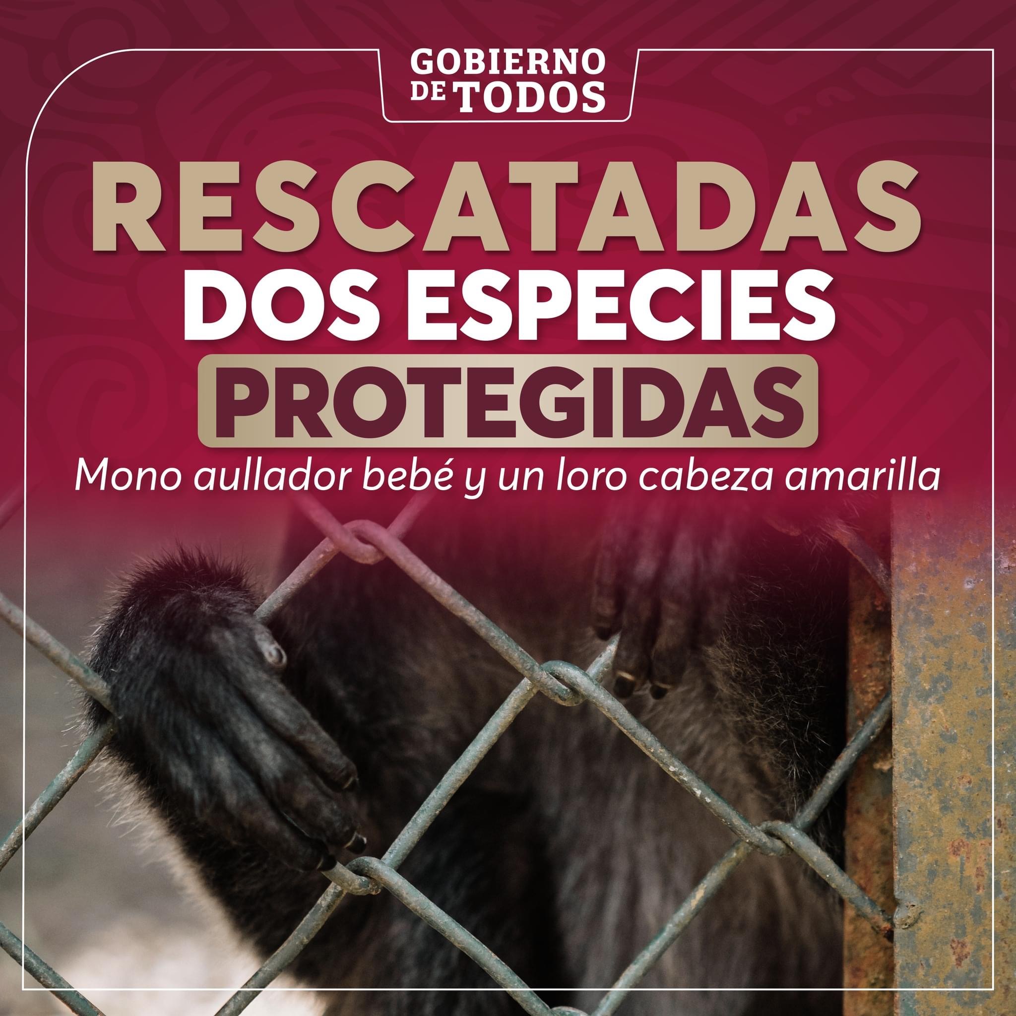 Rescatadas dos especies protegidas