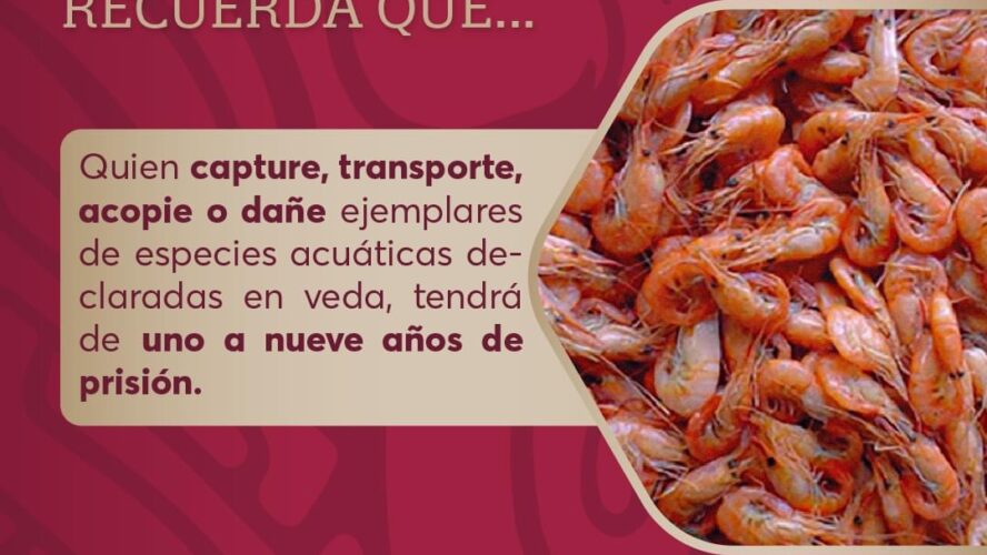 No compres, vendas o pidas especies acuáticas declaradas en veda