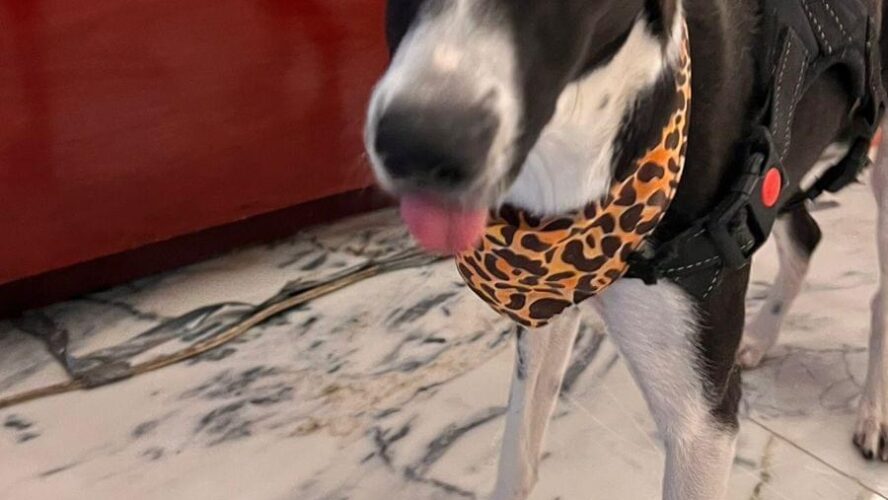 Visita de Prasy