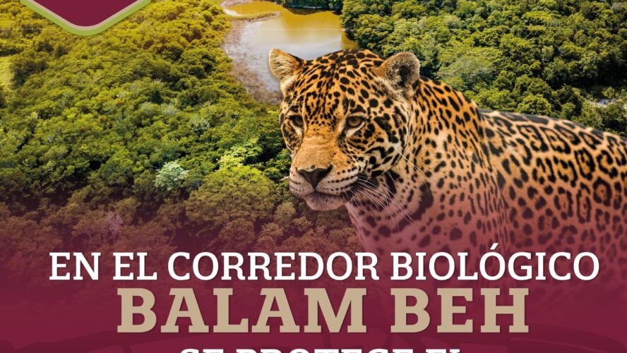 Se protege el hogar del jaguar en el corredor biológico Balam Beh