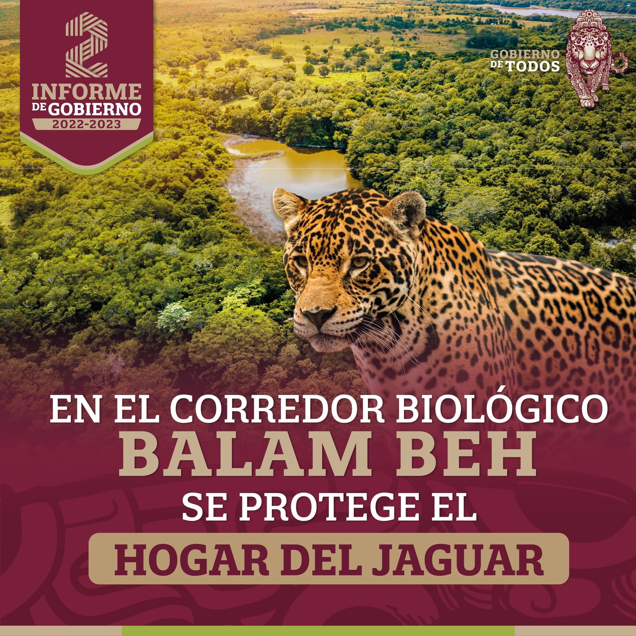 Se protege el hogar del jaguar en el corredor biológico Balam Beh