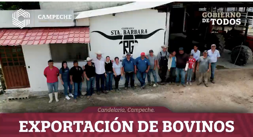 Exportación de bovinos