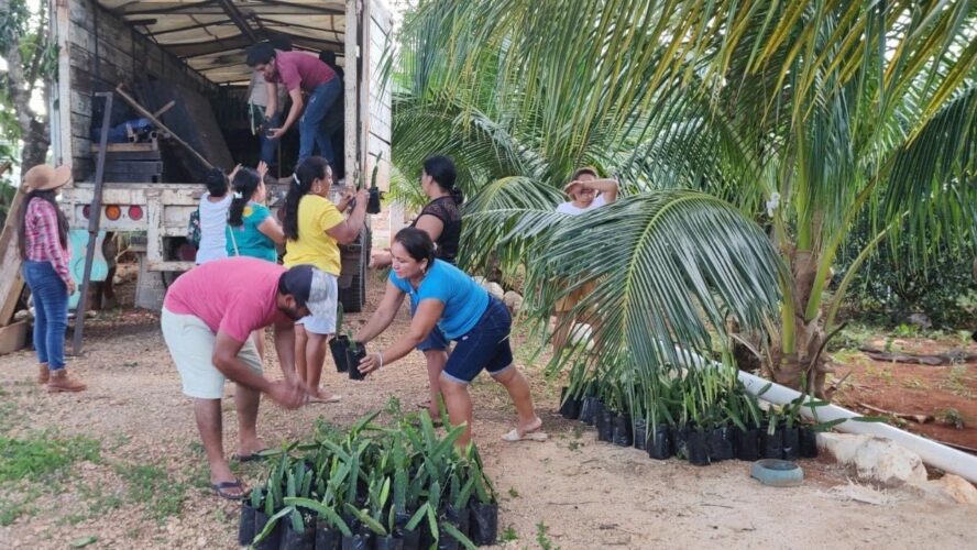 Entrega de plantas de pitahaya en Calkiní