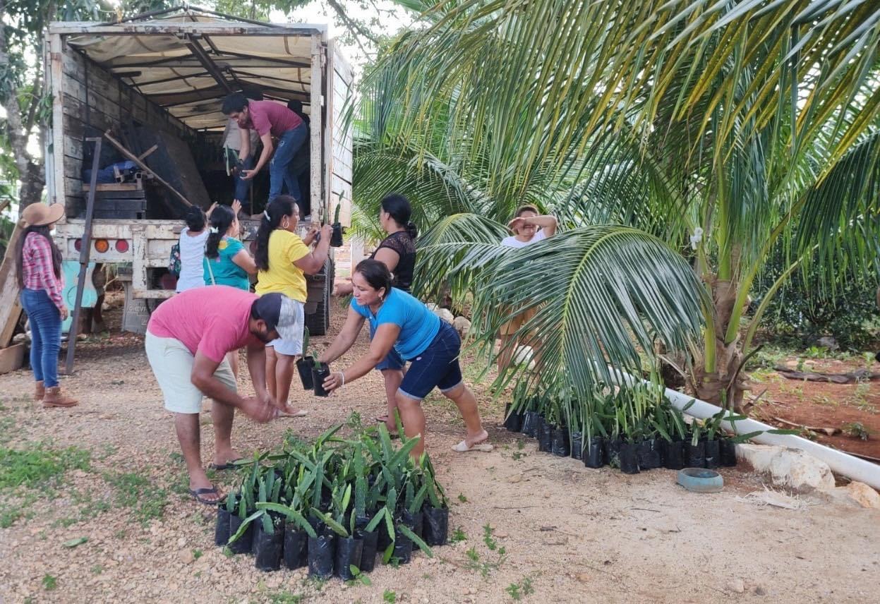 Entrega de plantas de pitahaya en Calkiní