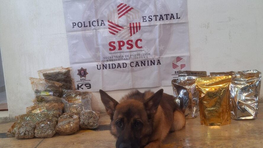 K9 Lazar, nuevo integrante de la Policía Campeche
