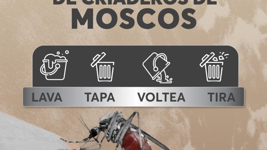 En temporada de lluvias mantén patios limpios y libres de criaderos de moscos