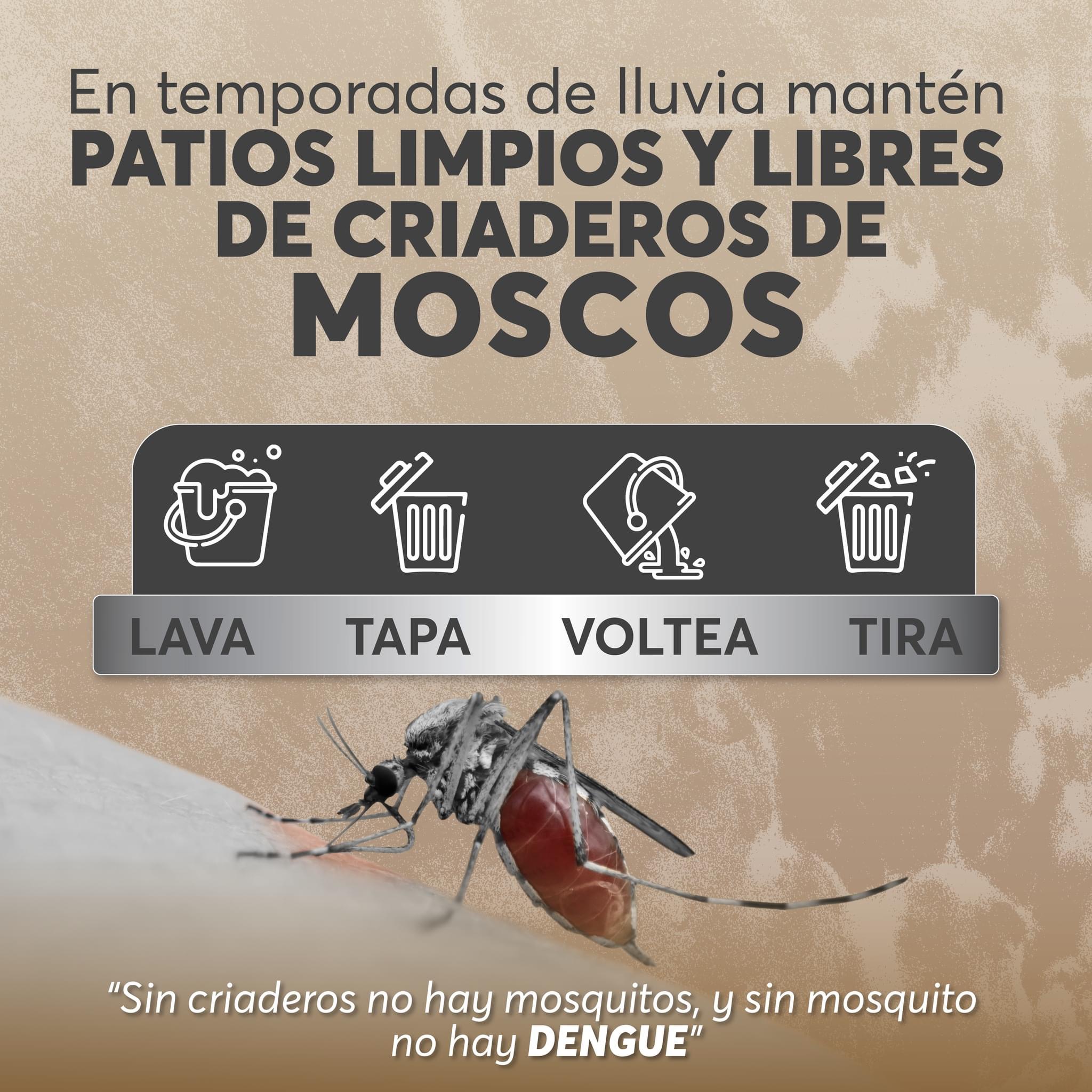 En temporada de lluvias mantén patios limpios y libres de criaderos de moscos