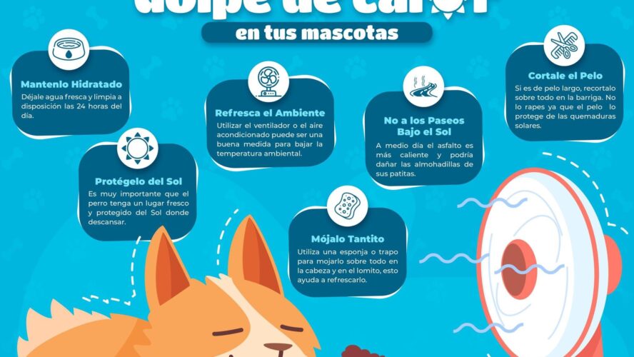 Evita el golpe de calor en tus mascotas