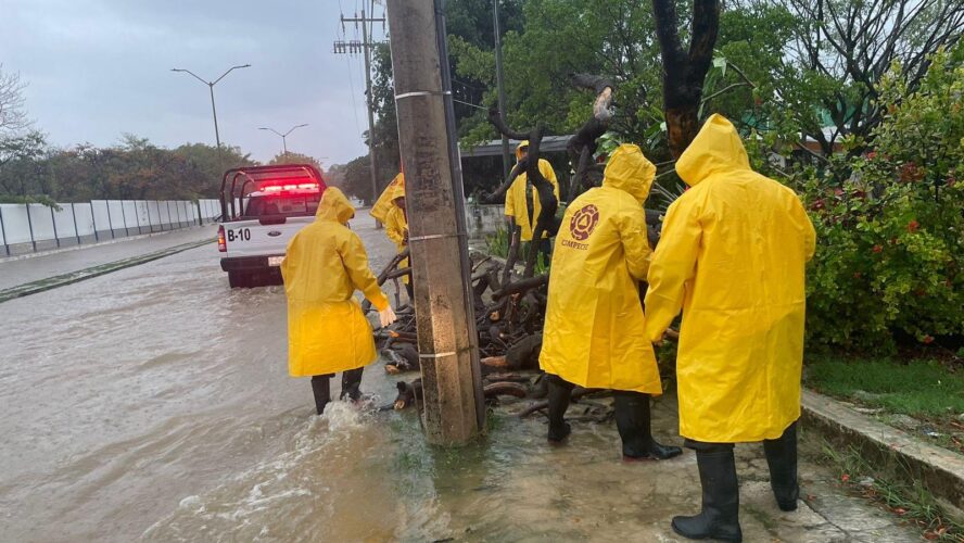 Seproci realizó el retiro de un árbol que afectaba la circulación