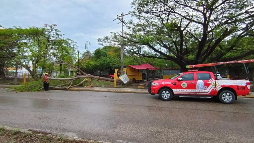 Seproci atiende la caída de un árbol