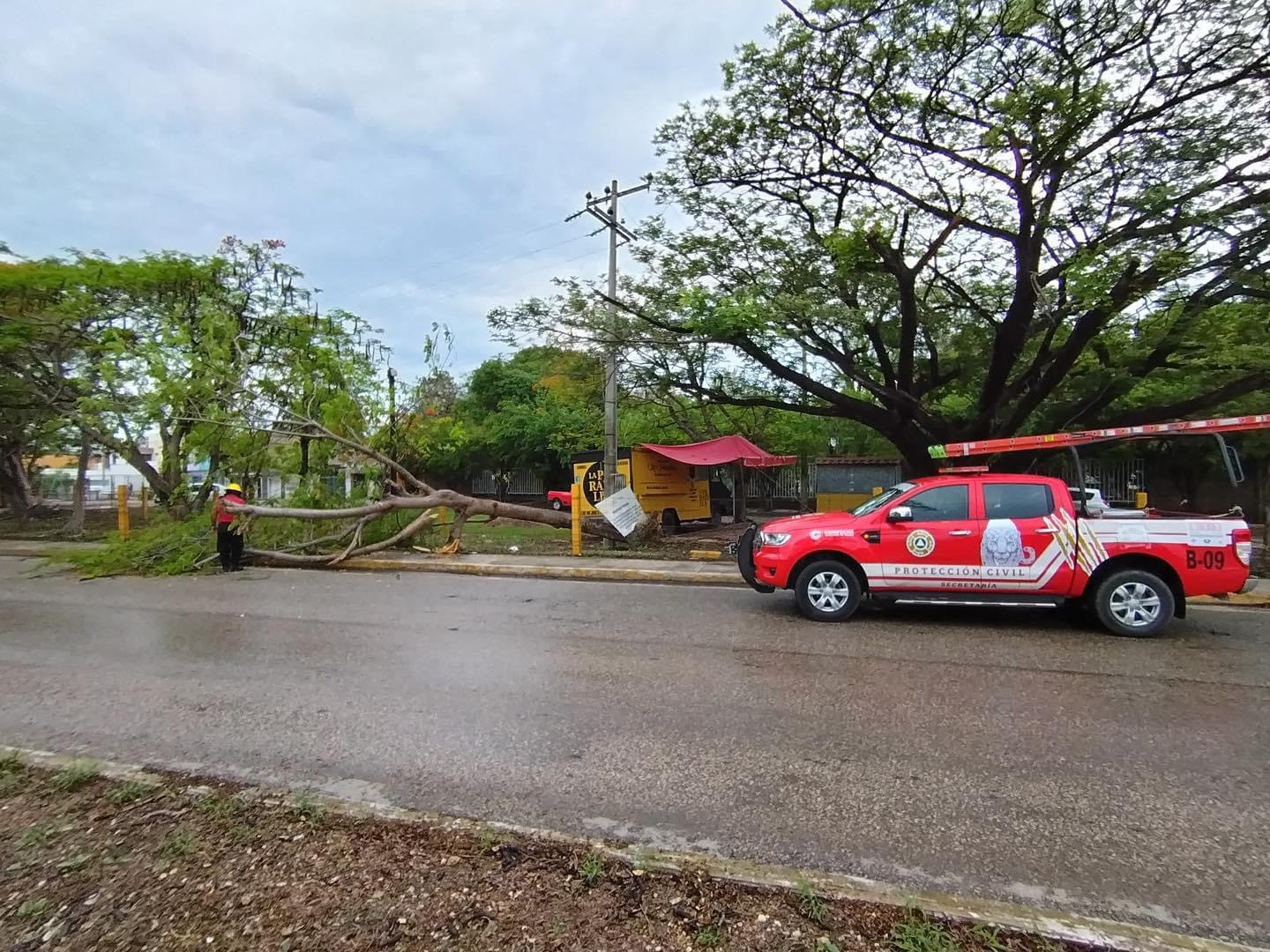 Seproci atiende la caída de un árbol