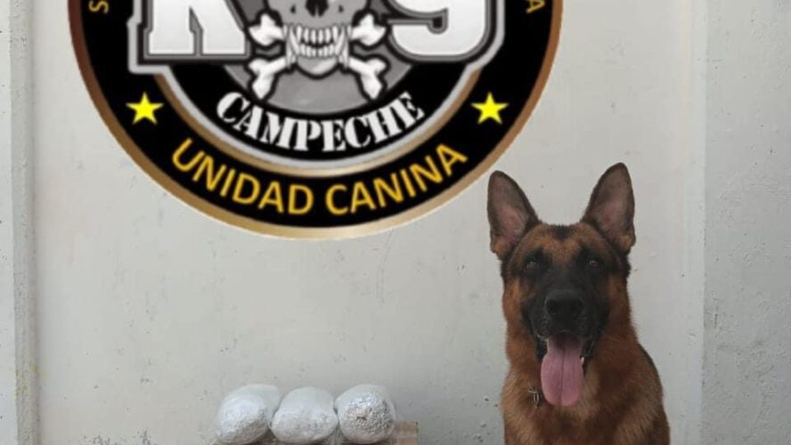 Se han encontrado 6.3 kg de marihuana en diferentes operativos
