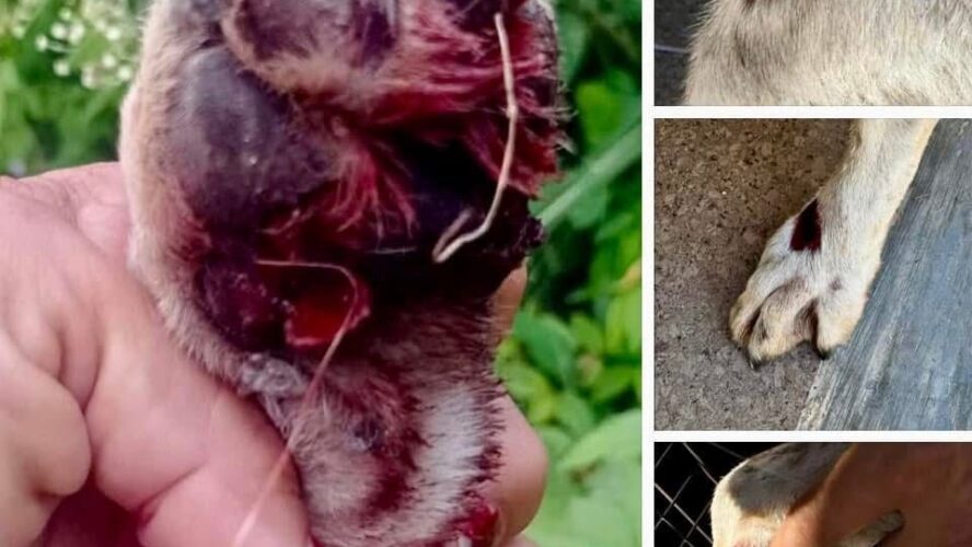 Justicia para los animales