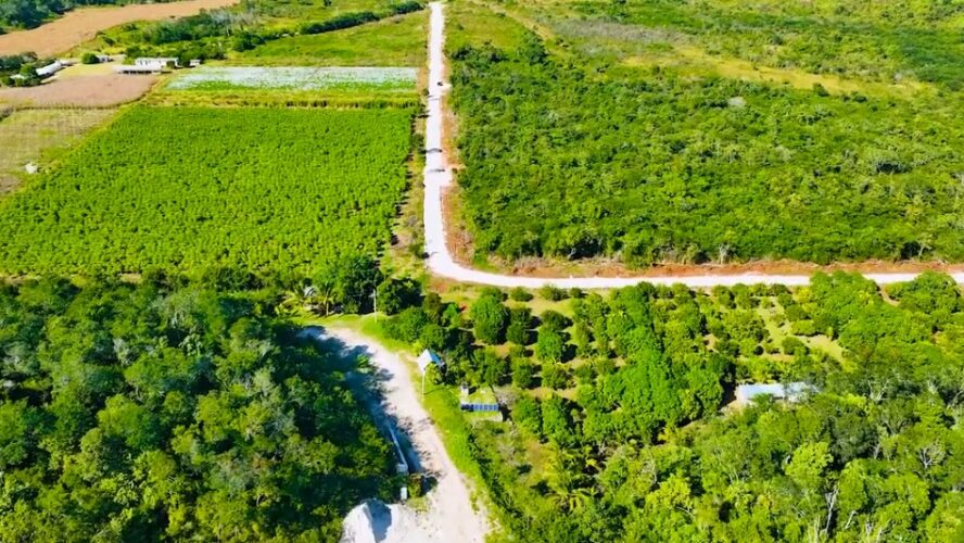 Rehabilitación de camino sacacosechas en uayamón beneficia a más de 80 productores