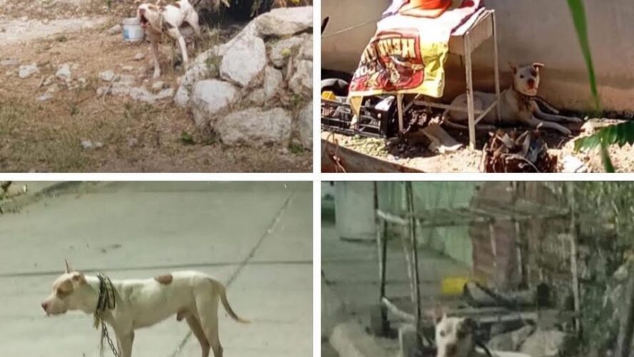 Fiscalía atiende caso de maltrato animal y asegura mejor calidad de vida para un pitbull