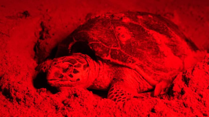 Hasta las tortugas que no son de nuestra región han encontrado en Campeche un refugio seguro para anidar