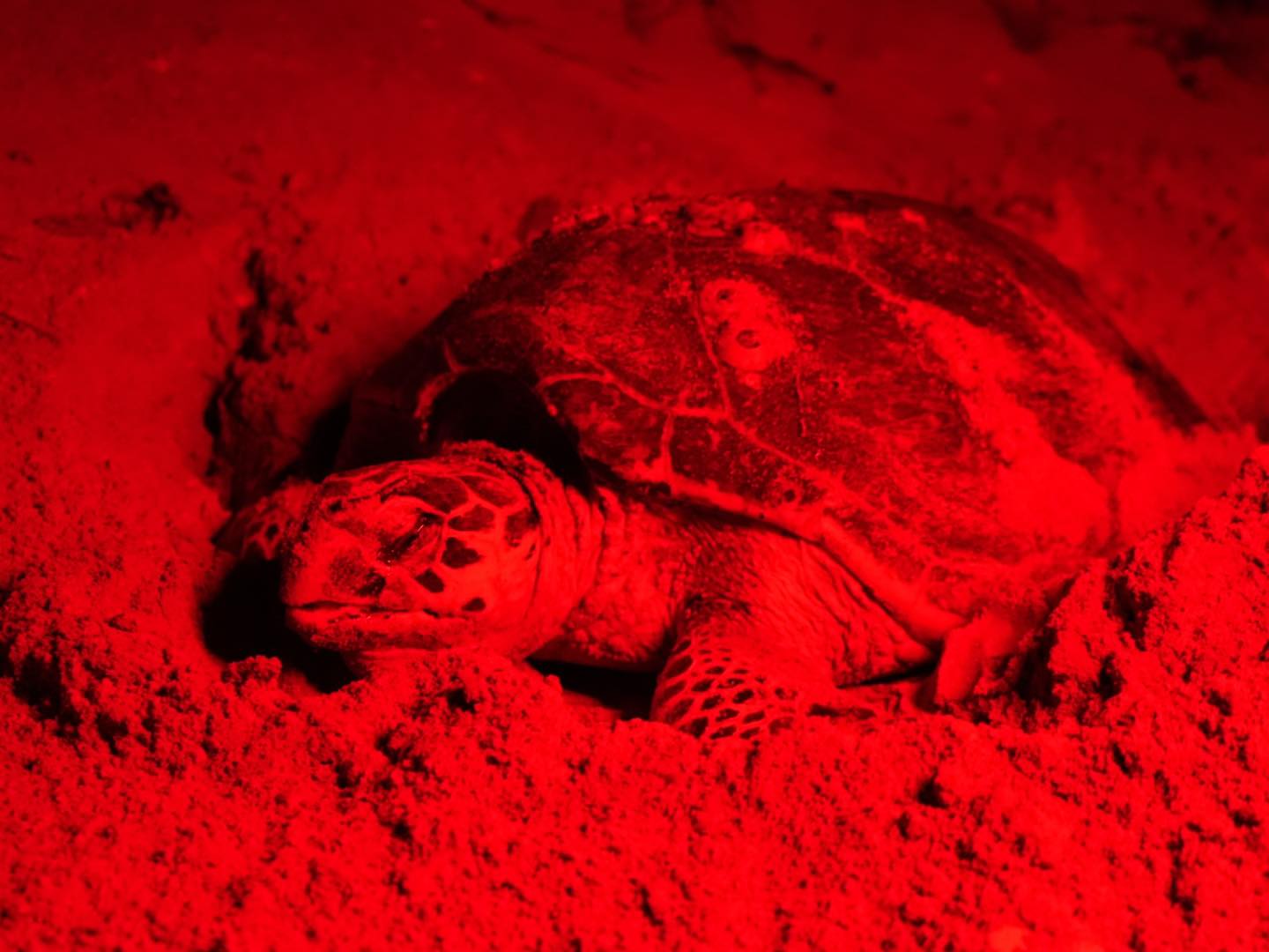 Hasta las tortugas que no son de nuestra región han encontrado en Campeche un refugio seguro para anidar